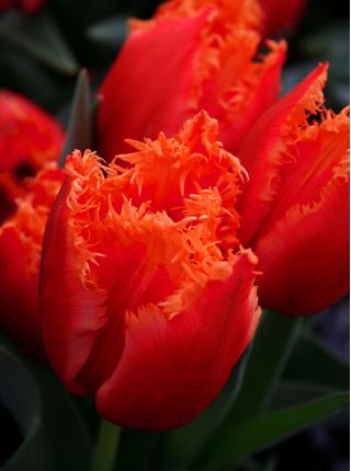 Tulpės Noranda - pakuotėje yra 5 vnt - Tulipa Noranda