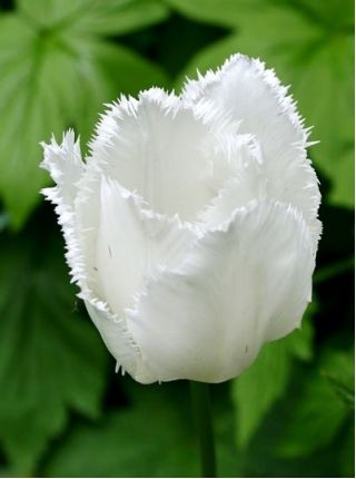 Tulipa Swan křídla - Tulipán Swan křídla - 5 květinové cibule - Tulipa Swan Wings
