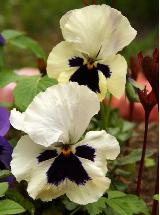 Võõrasema - Silverbride, Silberbrauti - Mustvalge - 400 seemned - Viola x wittrockiana