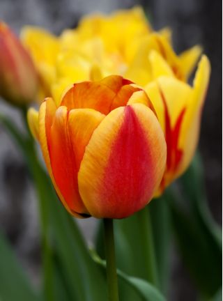 Tulipa Apeldoorn Elit - Lale Apeldoorn Elit - 5 adet ampul - Tulipa Apeldoorn's Elite