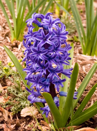 Hiacintas - Blue Pearl - pakuotėje yra 3 vnt - Hyacinthus