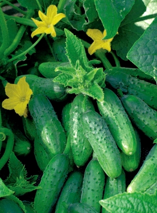 Cucumber "Portal F1" - pale green, field variety that does not overgrow - 175 seeds