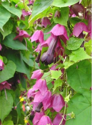 Rhodochiton Purple Bell seeds - Rhodochiton atrosanguineus - 6 semillas