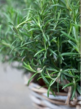 Rosmarin - Rosmarinus officinalis - Doftande året-runt-ört, idealisk ...