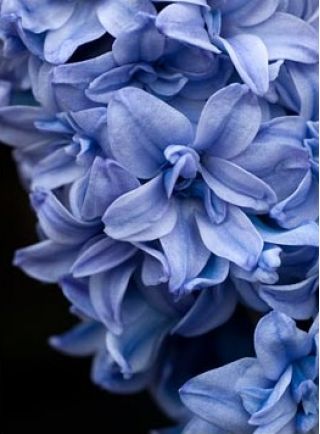 Hyacinthus Double Blue Tango - Hyacinth Double Blue Tango - 3 bulbs