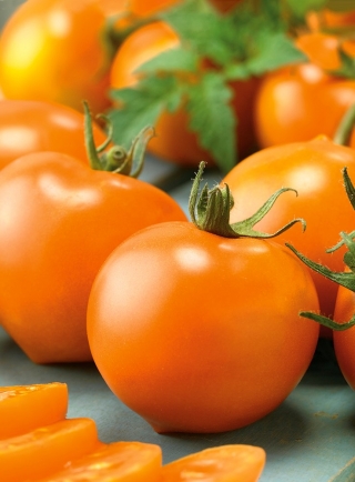 टमाटर "अक्रोन" - ग्रीनहाउस और सुरंग की खेती के लिए नारंगी-लाल किस्म - 