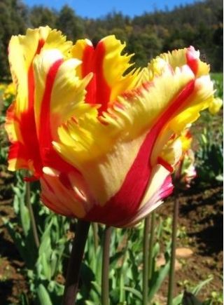Tulipa Flaming Parrot - paquete de 5 piezas