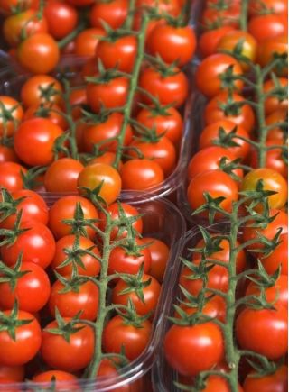 Tomate - Bead – 160 graines - Lycopersicon esculentum var. cerasiforme 