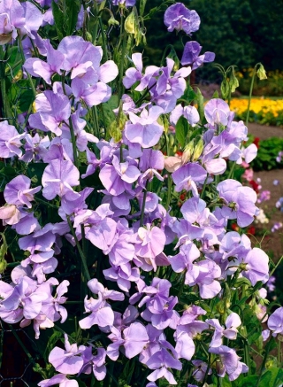 Guisante de olor - Hrabina Cadogan - 22 semillas - Lathyrus odoratus