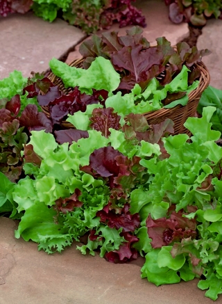Campuran varietas selada untuk daun potong - 
