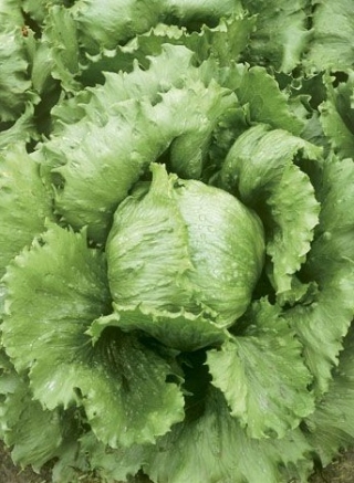 Iceberg lettuce "Kumak" - for cultivation in greenhouses and in the field - SEED TAPE