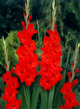Vuelta gladiolus - 5 pcs