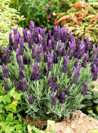 Lavender Perancis, benih Lavender Sepanyol - Lavandula stoechas - 37 biji