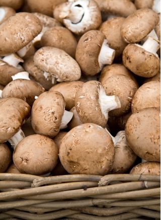Hnědá portobello houba pro domácí a zahradní pěstování - 3 l; Švýcarská hnědá houba, římská hnědá houba, italská hnědá, italská houba, cremini, crimini houba, baby bella, hnědá čepice hub, kaštanová houba \ t - Agaricus bisporus