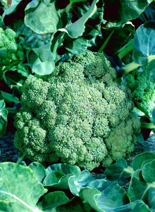 Brokoli "Sebastian" - ilkbahar ve sonbahar yetiştiriciliği için erken çeşitlilik - 300 tohum - Brassica oleracea L. var. italica Plenck - tohumlar