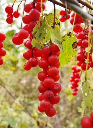 Σπόροι Schisandra, Schisandra Berry - Schisandra chinensis - σπόροι