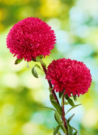 Peony-flowered aster "Magdalena" - pink-crimson - 360 seeds
