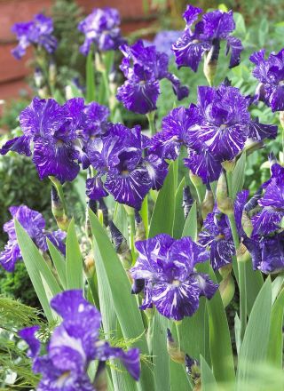 Iris germanica Batik - cibule / hlíza / kořen