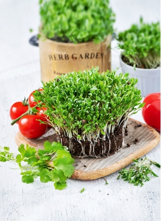 Microgreens - koriander - mladé listy jedinečnej chuti - 100 gramov - 