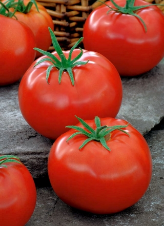 トマト「ペドロ」 - 温室用およびカバー栽培用、保存可能 - Lycopersicon esculentum  - シーズ