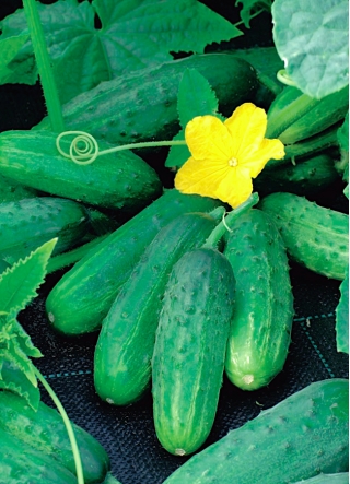 Cucumber "Reja F1" - bestselling field variety - 175 seeds