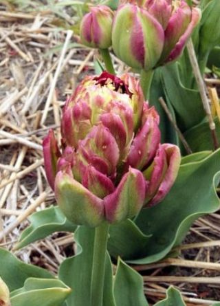 Tulipa Boa Vista - pacote de 5 peças