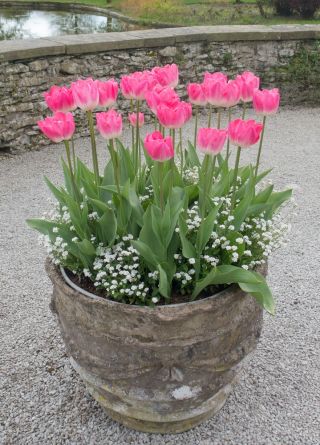 Pink tulip and white alpine forget-me-not - bulb and seeds set