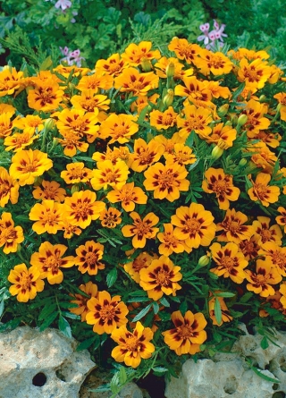 French marigold "Beata" - single flowered, honey-carmine