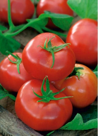 Tomato "Ikarus" - late field variety resistant to changing weather conditions