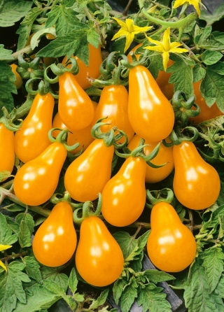گوجه فرنگی "Perun" زرد، میوه ای شکل گلدار ایده آل برای سالادها و لوازم آرایشی - Lycopersicon esculentum  - دانه