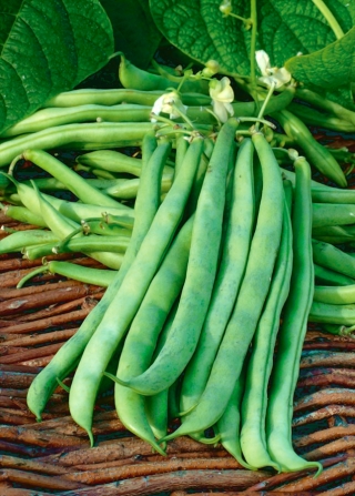 Zelené fazole, fazole "Malwina" - Phaseolus vulgaris L. - semena
