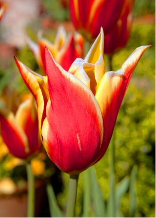 Tulipa Aladdin - Tulip Aladdin - 5 bebawang