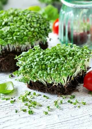 Микрозелени - Зелен босилек - млади уникални на вкус листа - 100 грама - 