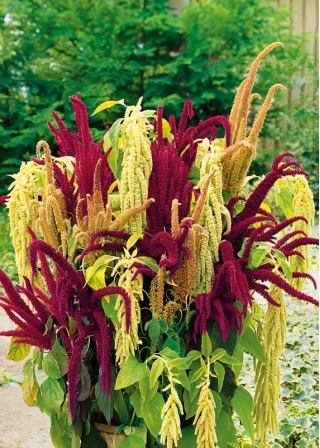 Amarant "Kalejdoskop Barw" - pestrý výběr odrůd - 700 semen - Amaranthus sp. - semena