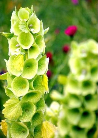 Bells of Ireland seeds - Molucella Iaevis - 160 seeds
