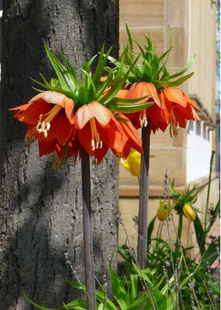 Császárkorona - narancs - Fritillaria imperialis
