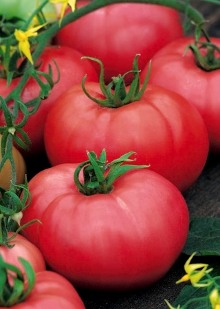 Tomat - Polorosa F1 - växthus - 15 frön - Lycopersicon esculentum Mill