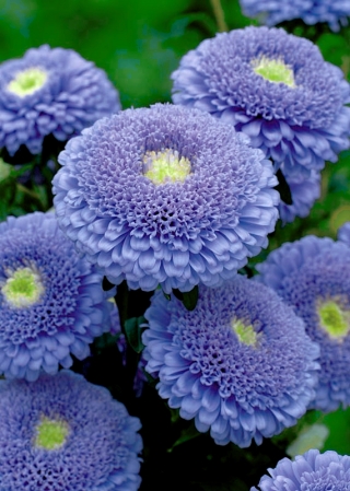 Çift çiçekli mavi aster "Sidonia" - 