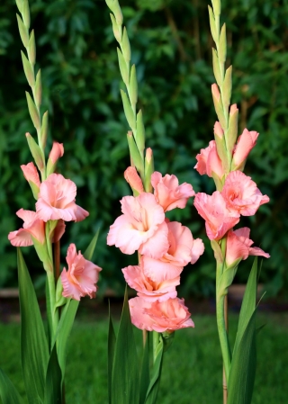Chatelaine gladiolus - 5 pcs