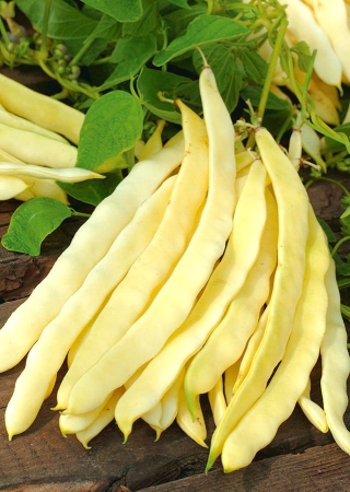 黄色法国豆“瞪羚” - Phaseolus vulgaris L. - 種子