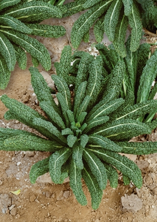 ケール「トスカーナブラック」 - トスカーナ型品種 -  540種 - Brassica oleracea L. var. sabellica L. - シーズ