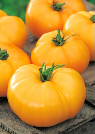 Tomato "Jantar" - pelbagai bidang - 150 biji - Lycopersicon esculentum Mill  - benih