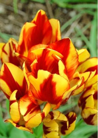 Tulipa颜色眼镜 - 郁金香颜色眼镜 -  5个洋葱 - Tulipa Colour Spectacle
