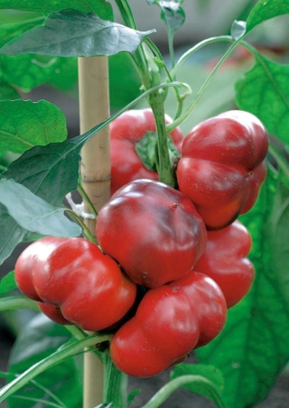 Pimento - Iga - 60 sementes - Capsicum L.