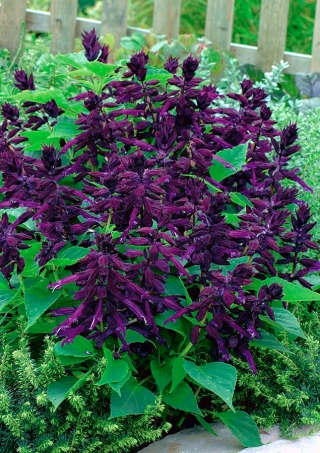 Sage ungu merah tua, sage tropis - 84 biji - Salvia splendens