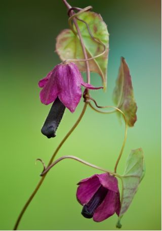 Насіння Rhodochiton Purple Bell - Rhodochiton atrosanguineus - 6 насінин - насіння