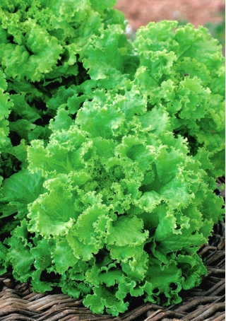 Field, Batavia-type lettuce "Reglice"