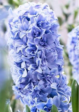 Hiacintas - Blue Tango - pakuotėje yra 3 vnt - Hyacinthus