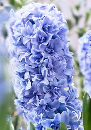 Hyacint 'Blue Tango' - dobbeltblomstret - stor pakke - 30 stk.