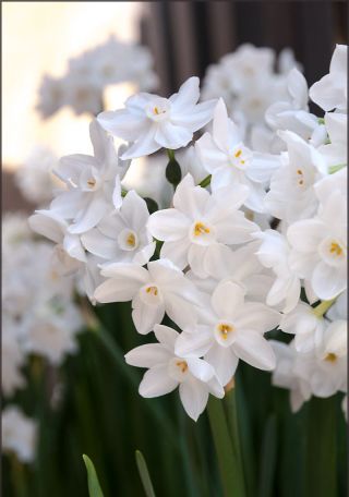 Nergis Paperwhites Ziva - Nergis Paperwhites Ziva - 5 soğan - Narcissus